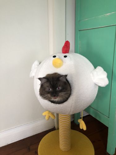 Customer photo review of ZEZE Chicken Cat Scratching Post, Cat Bed