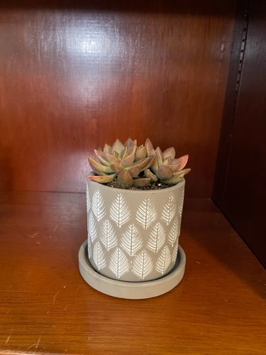 Customer photo review of The Royale - Pot & Saucer