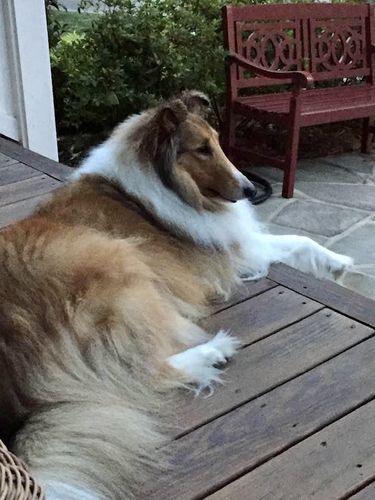Customer photo review of Omega 3-6-9 Select Soft Chews with Krill for Dogs - 60 & 120 Count