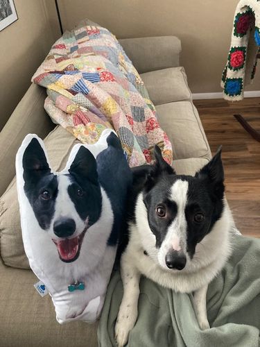 Customer photo review of Create A Custom Anything Pillow
