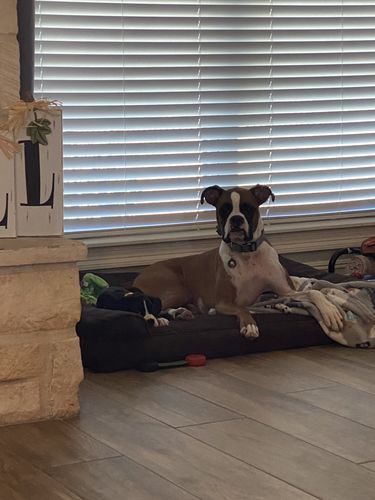 Customer photo review of Black