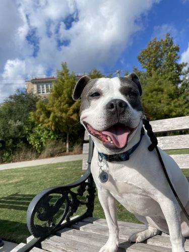 Customer photo review of Explorer