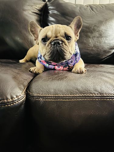 Customer photo review of Dog harness - Boho rose, mum, poppy
