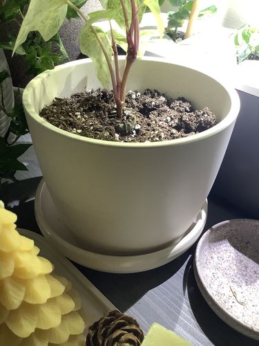 Customer photo review of Three Set | Natural Upcycled Planters Set (3", 5", 7")