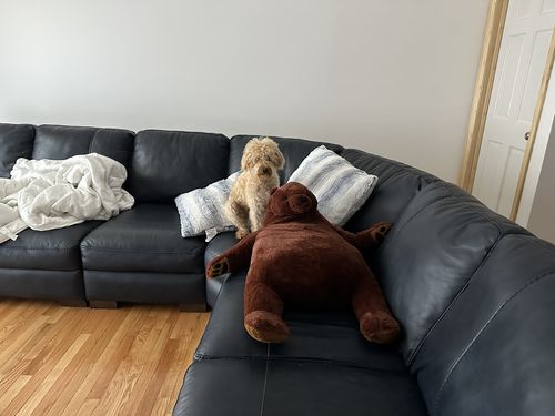 Customer photo review of SKOGGY BEAR