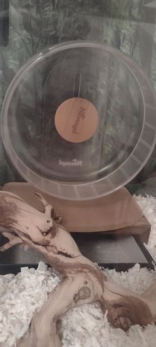 Customer photo review of Niteangel Super-Silent Hamster Exercise Wheels