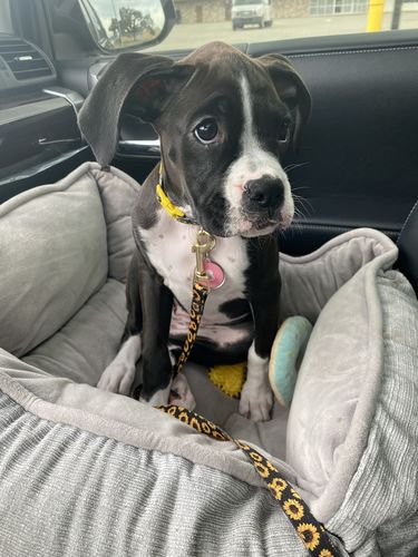 Customer photo review of Pink