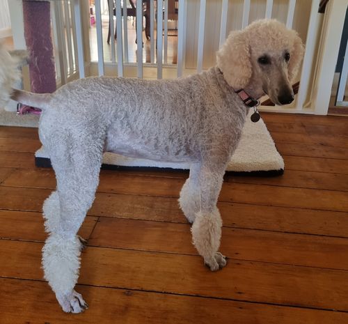 Customer photo review of Barktec Ultrasonic Dog Training Anti-Bark Device