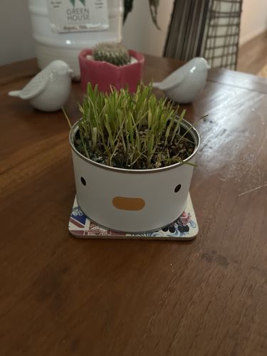 Customer photo review of Purroom Chicken Canned Cat Grass Planter