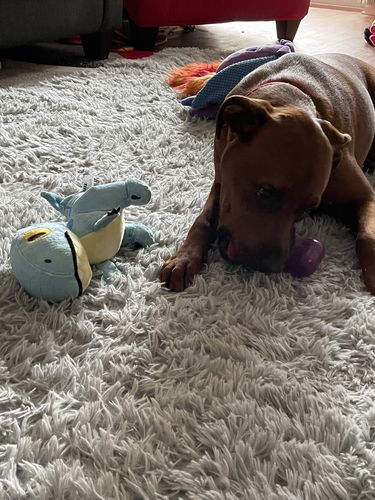 Customer photo review of Freezbone