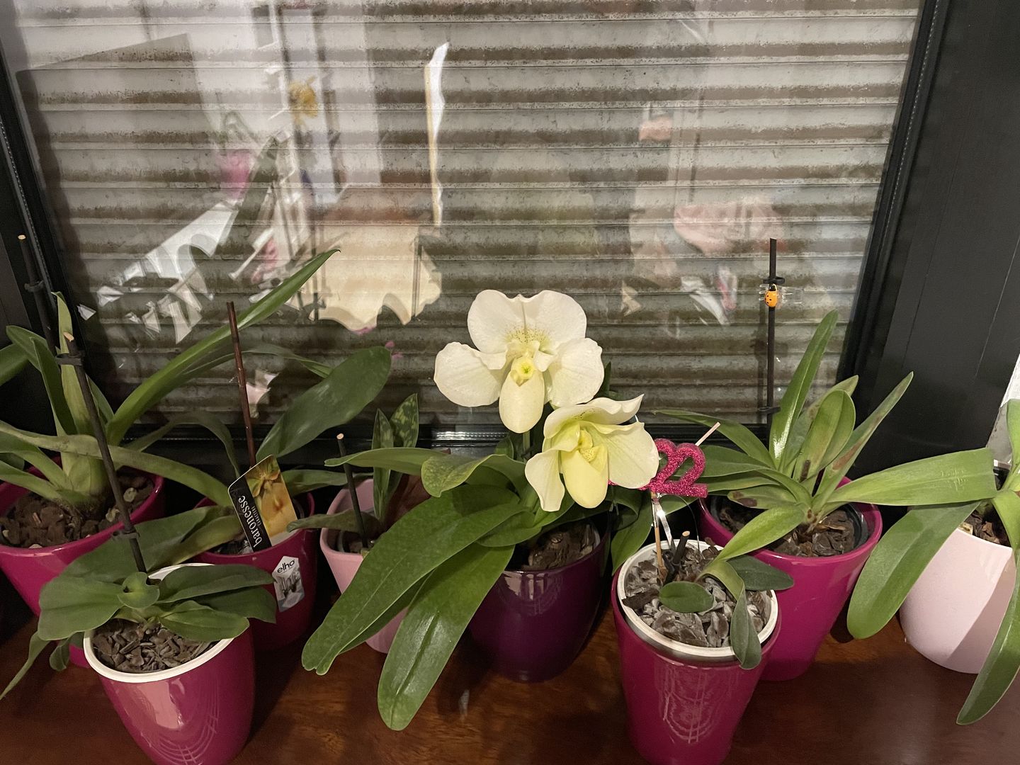 Customer photo review of Frauenschuh Orchidee White Lady