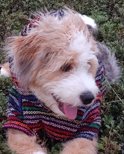 Customer photo review of Playa Poncho - Surprise Color