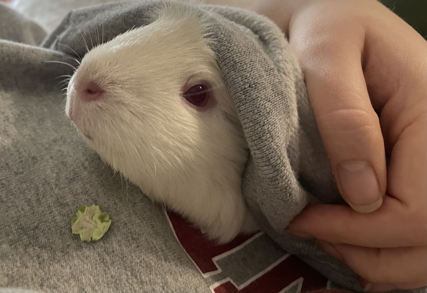 Customer photo review of GuineaDad Pea Flakes - Bonding Guinea Pig Treats - Infrared Heat Treated