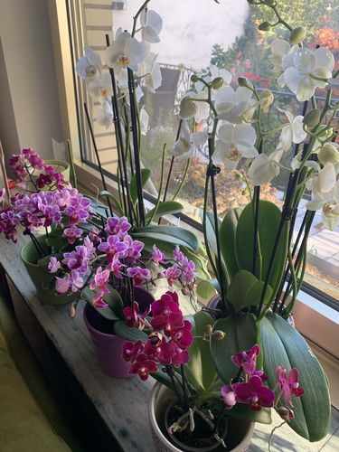 Customer photo review of Table Dance Crimson mit purpurroten Blüten und 2+ Stielen