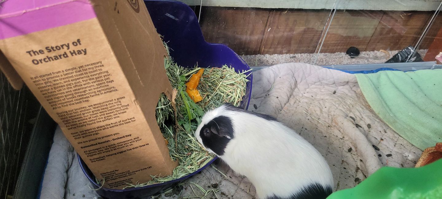 Customer photo review of GuineaDad Nourish Series - Orchard Hay for Guinea Pigs (3 Pack)