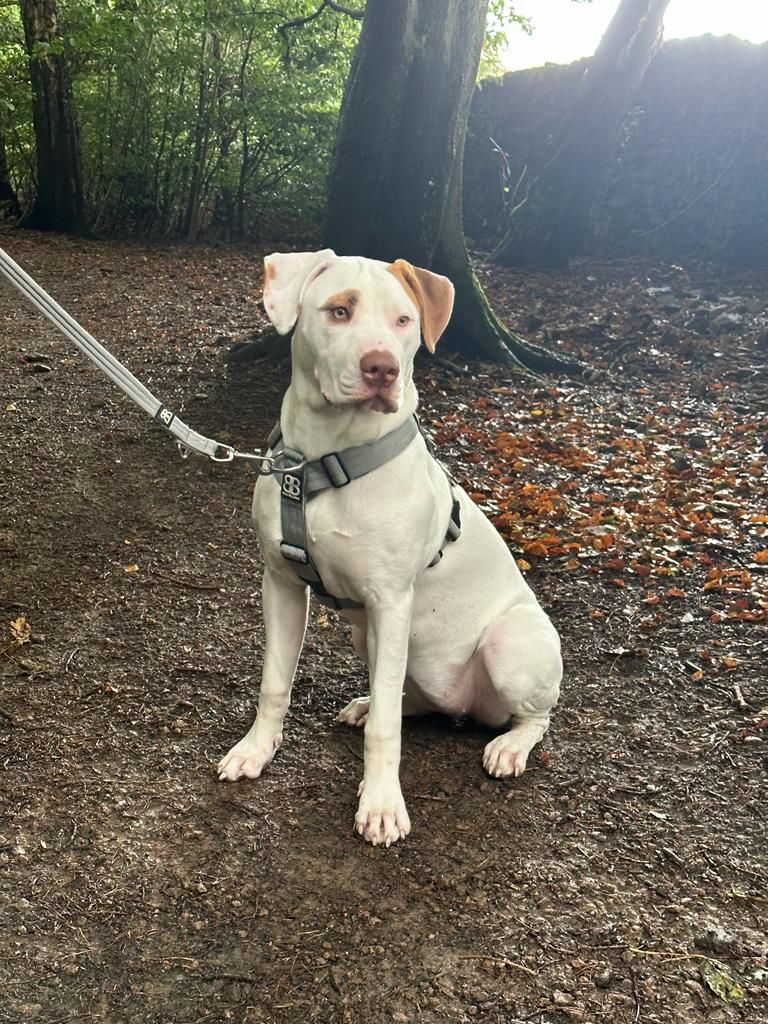 Customer photo review of TRI-Harness® | Anti-Pull, Adjustable & Durable - Dog Trainers Choice - Metal Grey v2.0
