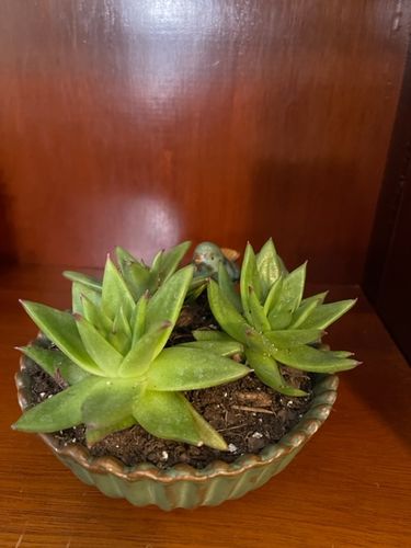 Customer photo review of Red Lipstick Plant | Echeveria Agavoides