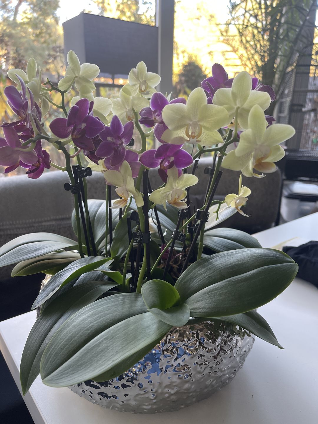 Customer photo review of Table Dance Salta mit rosa-gestreiften Blüten mit 2+ Stielen