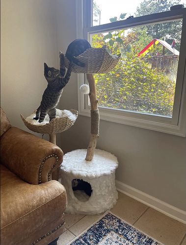 Customer photo review of Michu Selected Real Wood Cat Tree, Large