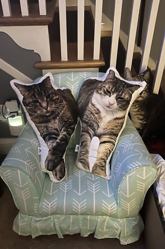 Customer photo review of Create A Custom Cat Pillow