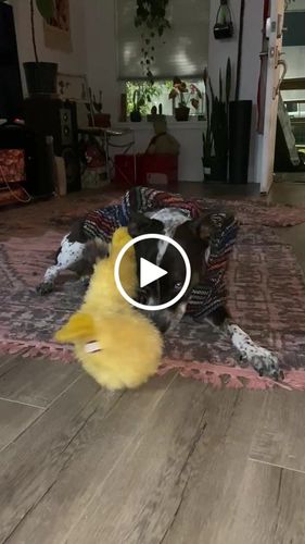 Customer video review of Playa Poncho - Surprise Color