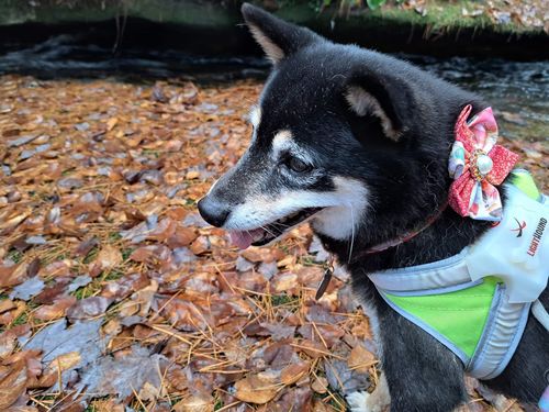 Customer photo review of Dog collar with flower - watercolor autumn