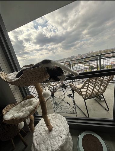 Customer photo review of Michu Selected Real Wood Cat Tree, Large