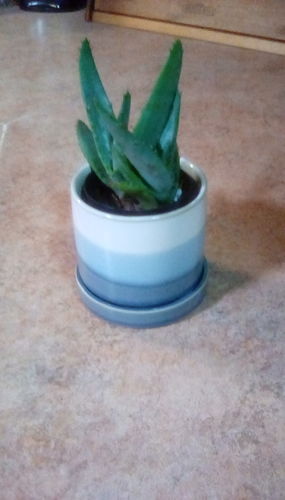 Customer photo review of The Ocean Eyes - Pot & Saucer