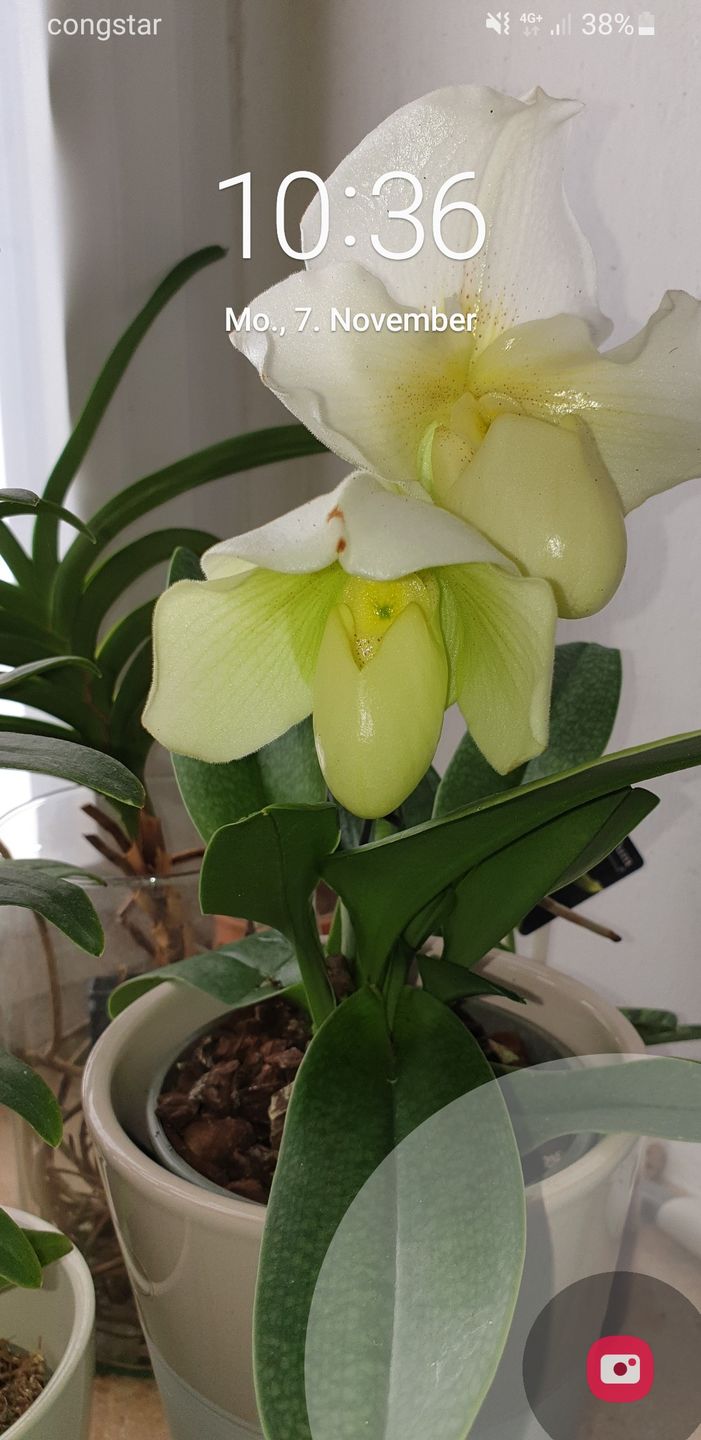 Customer photo review of Frauenschuh Orchidee White Lady