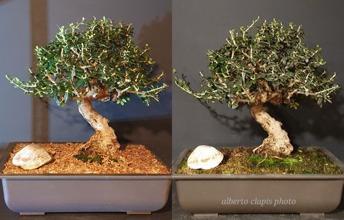 Customer photo review of SFAGNO TOP QUALITY CB®