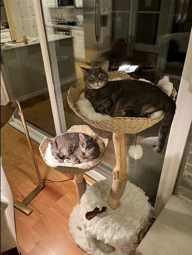 Customer photo review of Michu Selected Real Wood Cat Tree, Large