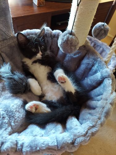 Customer photo review of Kittens