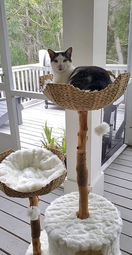 Customer photo review of Michu Selected Real Wood Cat Tree, Large