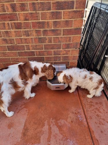 Customer photo review of Pet Rehydration Station