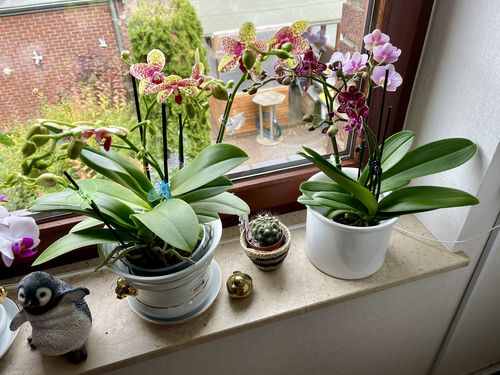 Customer photo review of Cocktail Orchidee mit lila und weißen Blüten