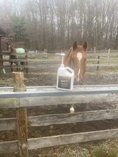 Customer photo review of Gut X » up to 63% Off