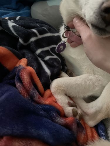 Customer photo review of Purple