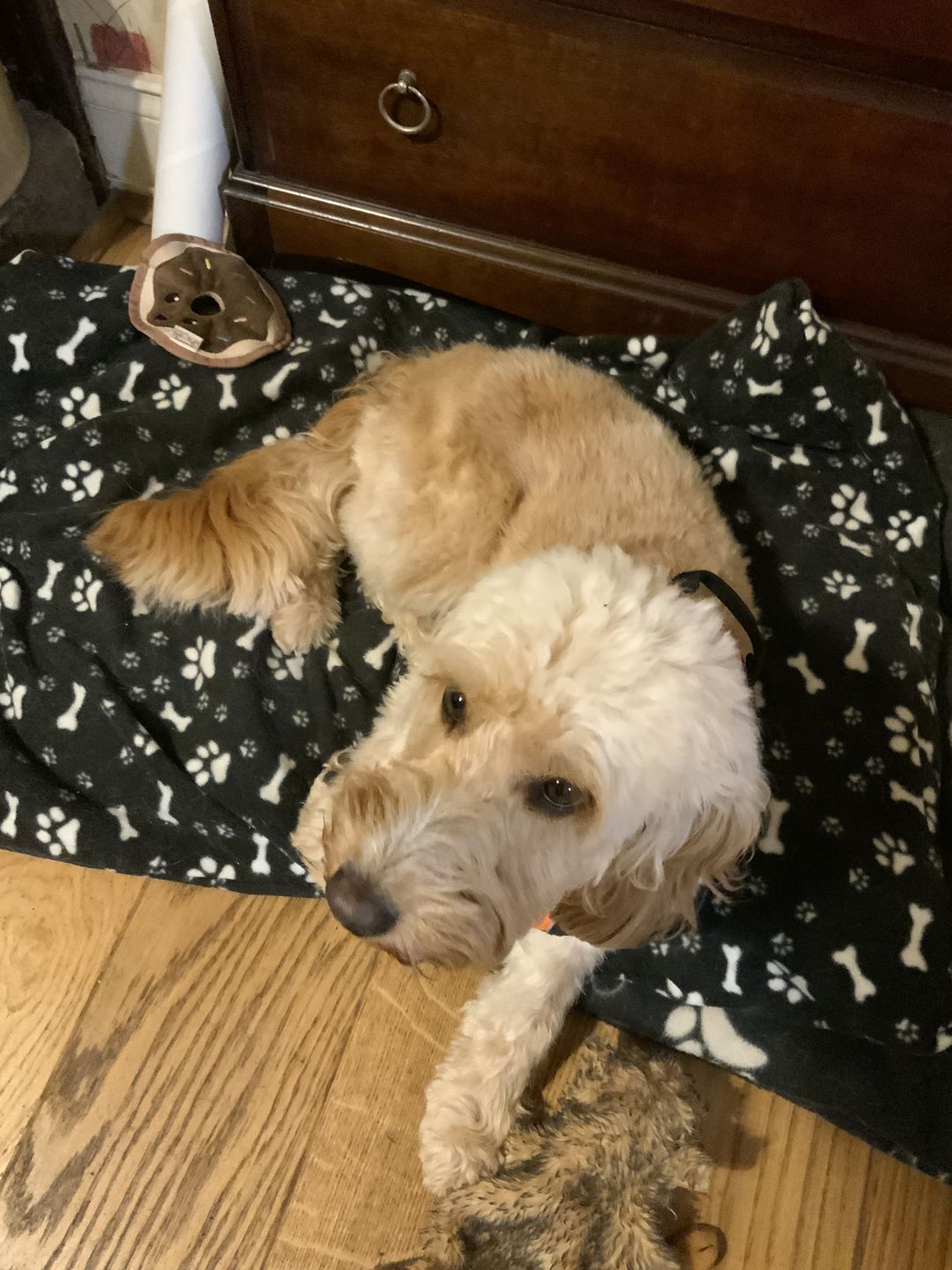 Customer photo review of Paw Print & Bones Anti Pill Polar Fleece Fabric