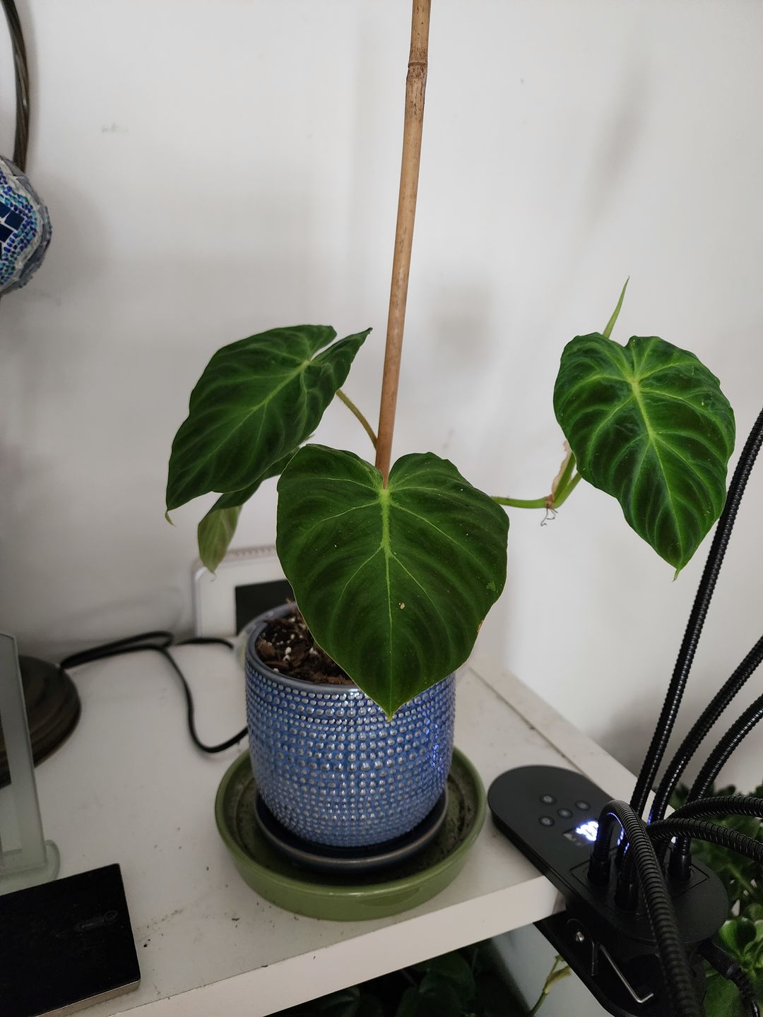 Customer photo review of 3" Philodendron verrucosum