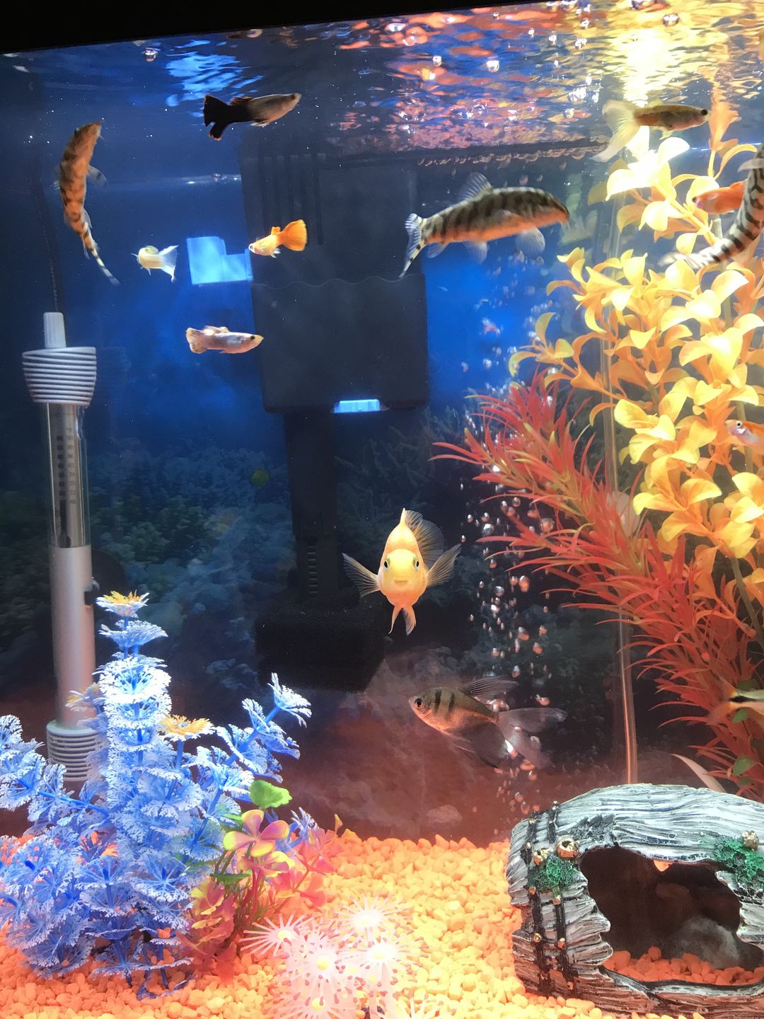 Customer photo review of Tidal Power Filters From Seachem/Sicce