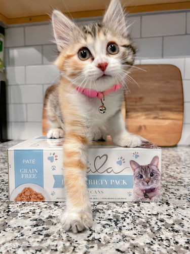 Customer photo review of Paté Variety Pack, 2.8-oz, Case of 12