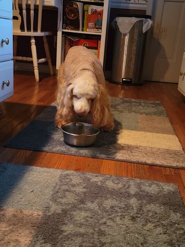 Customer photo review of MCT CBD Oil : PET & HUMAN SUPER DOSE - 4,000 MG CBD