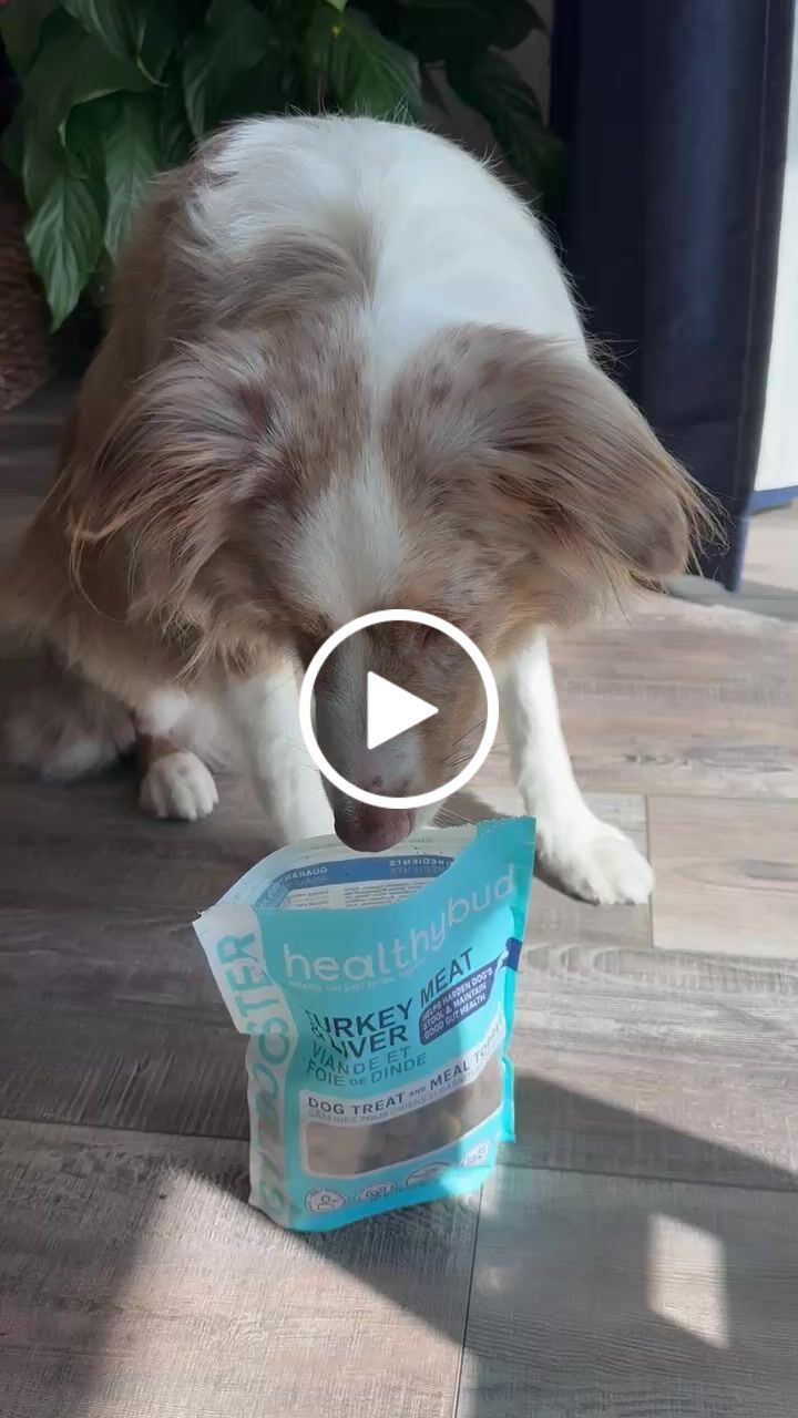 Customer video review of Turkey Gut Booster