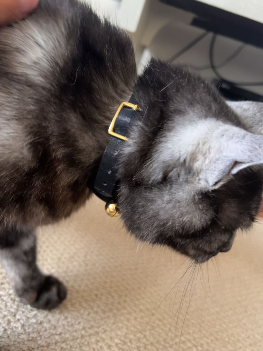 Customer photo review of Leather Cat Collar with Nameplate - Custom Sized