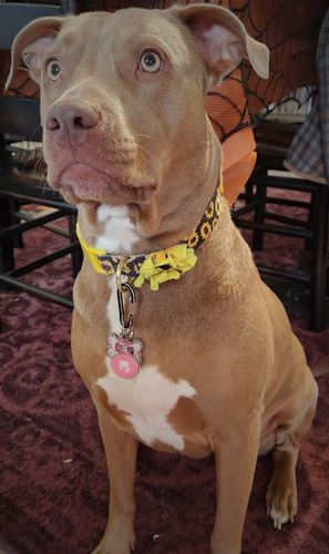 Customer photo review of Pink