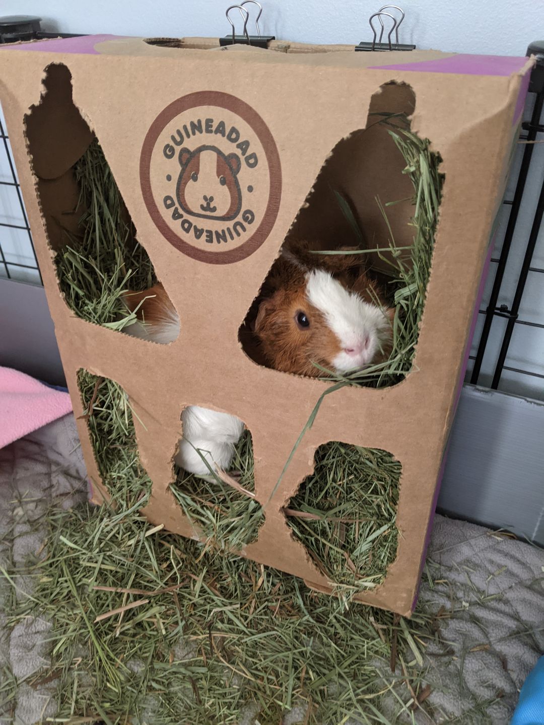 Customer photo review of GuineaDad Nourish Series - Orchard Hay for Guinea Pigs (3 Pack)