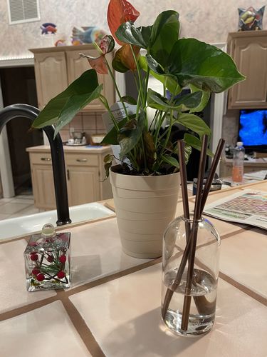 Customer photo review of Wylie Signature Sets
