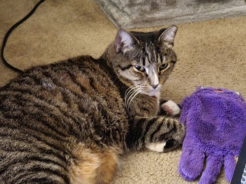 Customer photo review of Tuna & Salmon Cat Treats, Pack of 4