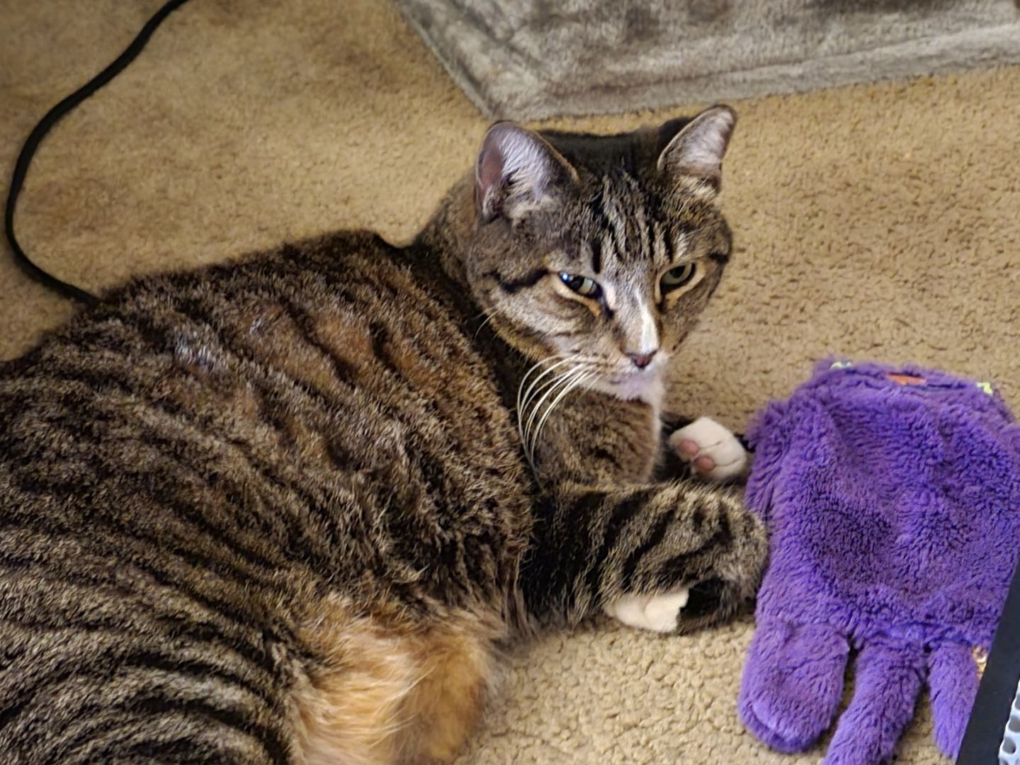 Customer photo review of Tuna & Salmon Cat Treats, Pack of 4