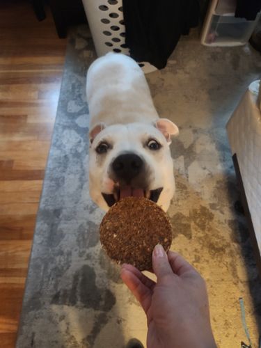 Customer photo review of Natural Beef Burgers for Dogs - Protein Rich Soft Chew